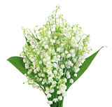 Lily of the valley isolated on white