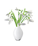 Spring snowdrops in vase isolated on white
