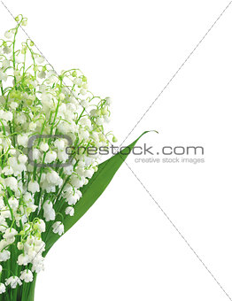 Lily of the valley isolated on white