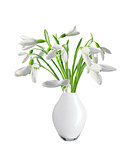 Spring snowdrops in white vase isolated on white