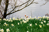 Ducks and daffodils