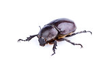 Female Rhinoceros beetle