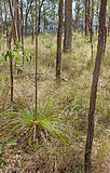 Australian dry eucalypt sclerophyll forest with Xanthorrhoea gra