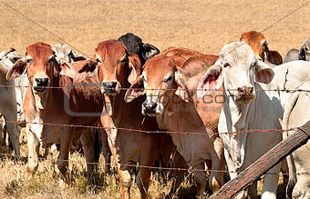 Barb wire fence restraining beef cattle cows on Australian ranch