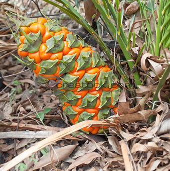 Australian cycad Macrozamia miquelii with female fruit cone in its natural environment
