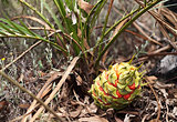 Australian cycad Macrozamia miquelii with fruit in its natural environment