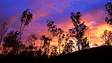 Australian sunset gum tree silhouette