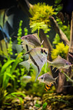 Freshwater aquarium with fish pterophyllum scalare