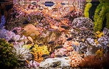 Tropical freshwater aquarium with fishes