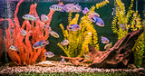 Tropical freshwater aquarium with fishes