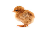 The yellow chick on a white background