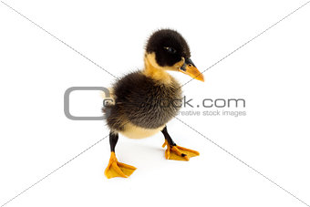 A duckling isolated on a white background