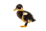 A black duckling isolated on a white background