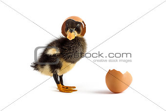 Black small duckling with egg on a white