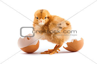 The yellow small chicks with an egg