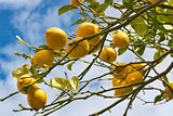 Lemon tree branch in Sorrento