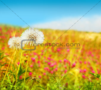 Dandelions field
