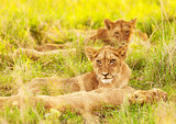 African lion cubs