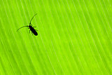 Little beetle on green background