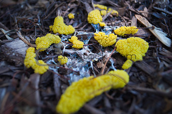 Slime Mold on Mulch