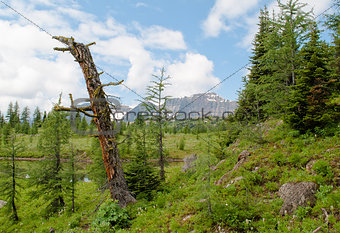 Dead Tree in a Mountain Valley