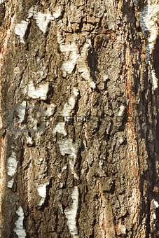 Bark detail of old birch tree 