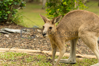 Kangaroo in the Garden