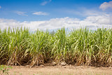 Sugarcane field and blue sky