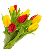 Bouquet of tulips isolated