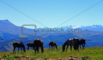 Horses on the summer autumn caucasus meadow