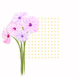 Springtime Greeting Card with Colorful Flowers