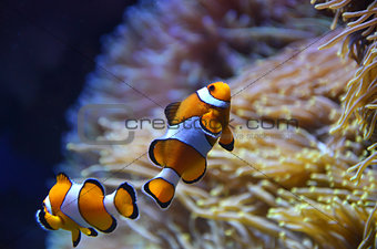 Cute orange white clown fish in the reef