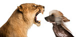 Close-up of  Lioness roaring at a Chinese Crested Dog's face
