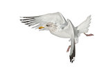 European Herring Gull, Larus argentatus, 4 years old, flying against white background