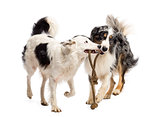 Border Collie and Australian Shepherd playing with a rope against white background