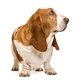 Basset Hound standing and looking right, isolated on white