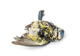 Dead Blue tit lying on the back, in state of decomposition, Cyan