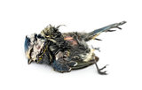 Dead Blue tit lying on the back, in state of decomposition, Cyan