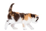 Side view of a Highland straight kitten walking, isolated on whi
