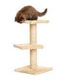 Highland fold kitten on top of a cat tree, looking down, isolate