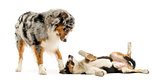 Border collie and Australian Shepherd playing together, isolated