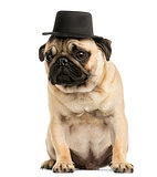 Front view of a Pug puppy wearing a top hat, sitting, 6 months o