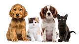 Group of kittens and dogs
