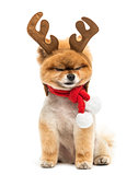 Groomed Pomeranian dog sitting and wearing reindeer antlers head