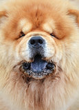 Close up photography of a pretty chow-chow dog