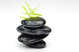 Green plant with black stones