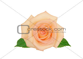 beautiful pink rose isolated on white