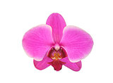 Beautiful flower Orchid, pink phalaenopsis close-up isolated on 