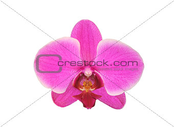 Beautiful flower Orchid, pink phalaenopsis close-up isolated on 