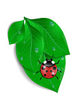 Green leaves with ladybird and water drops